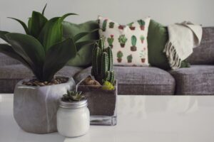 upsizing your home? Photo of plants on the table