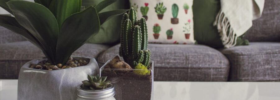 upsizing your home? Photo of plants on the table