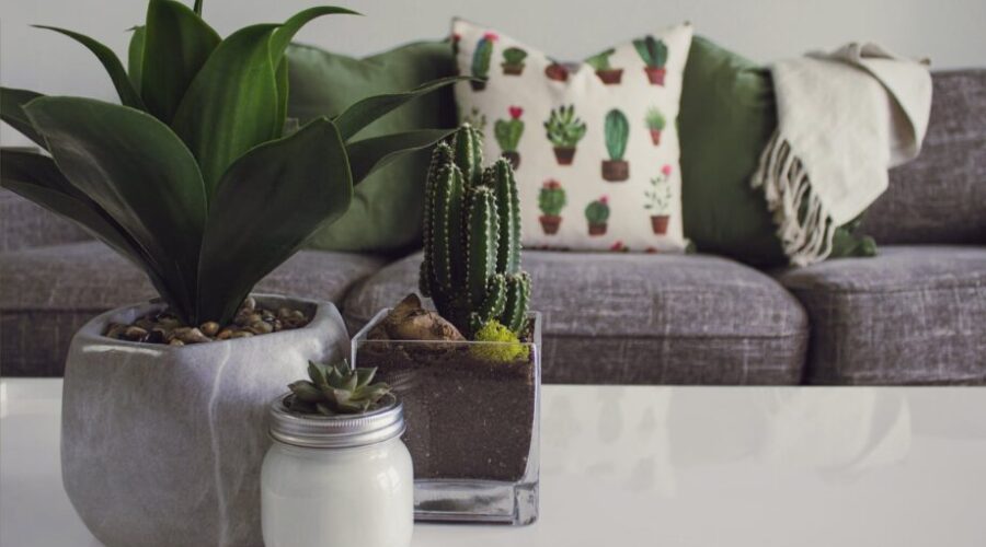 upsizing your home? Photo of plants on the table